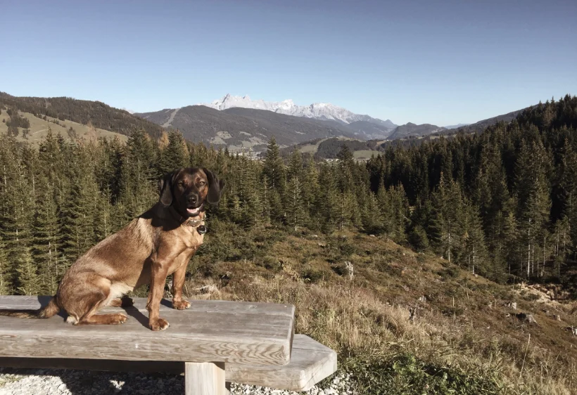 Hundetraining Pongau 2 1 Hundetraining Pongau 2 1